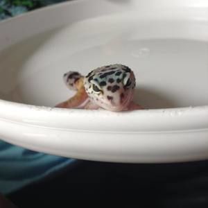 Meet your Posher, Payton